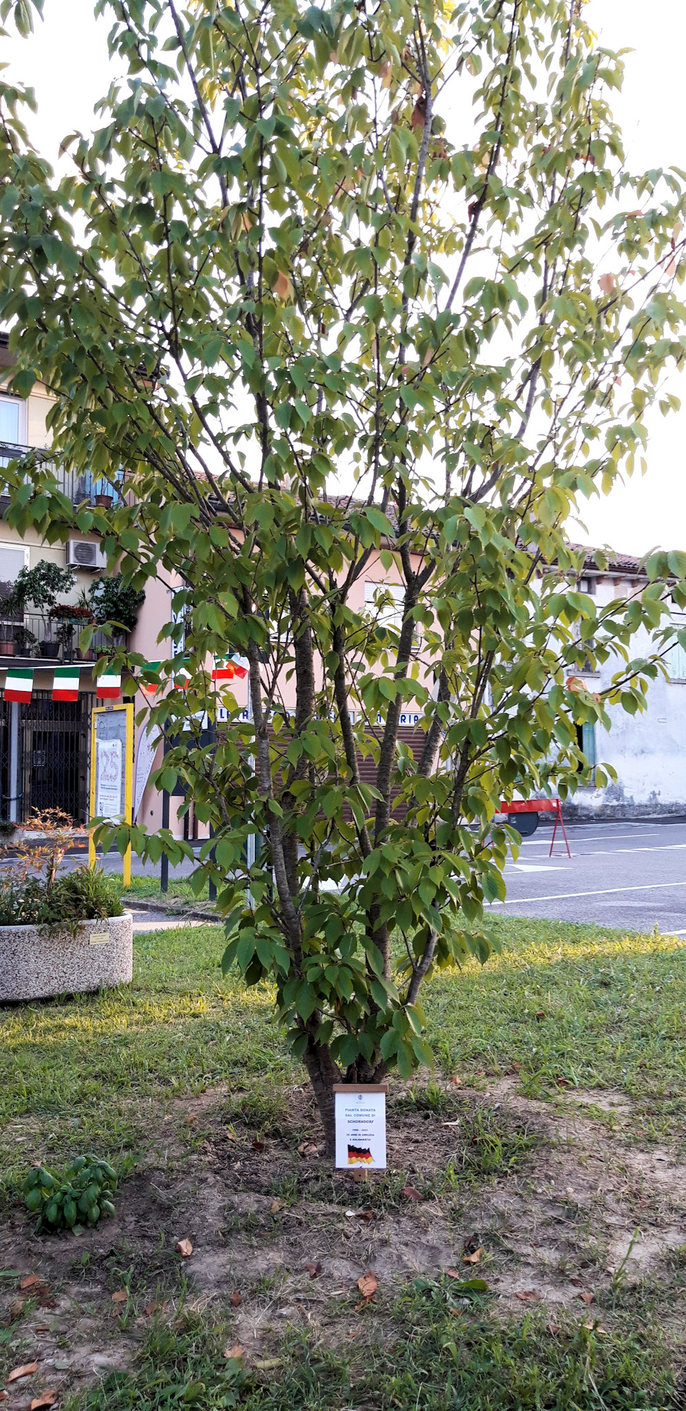 Baum, gestiftet von der Stadt Schorndorf